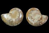 Cut & Polished, Agatized Ammonite Fossil - Jurassic #100524-1